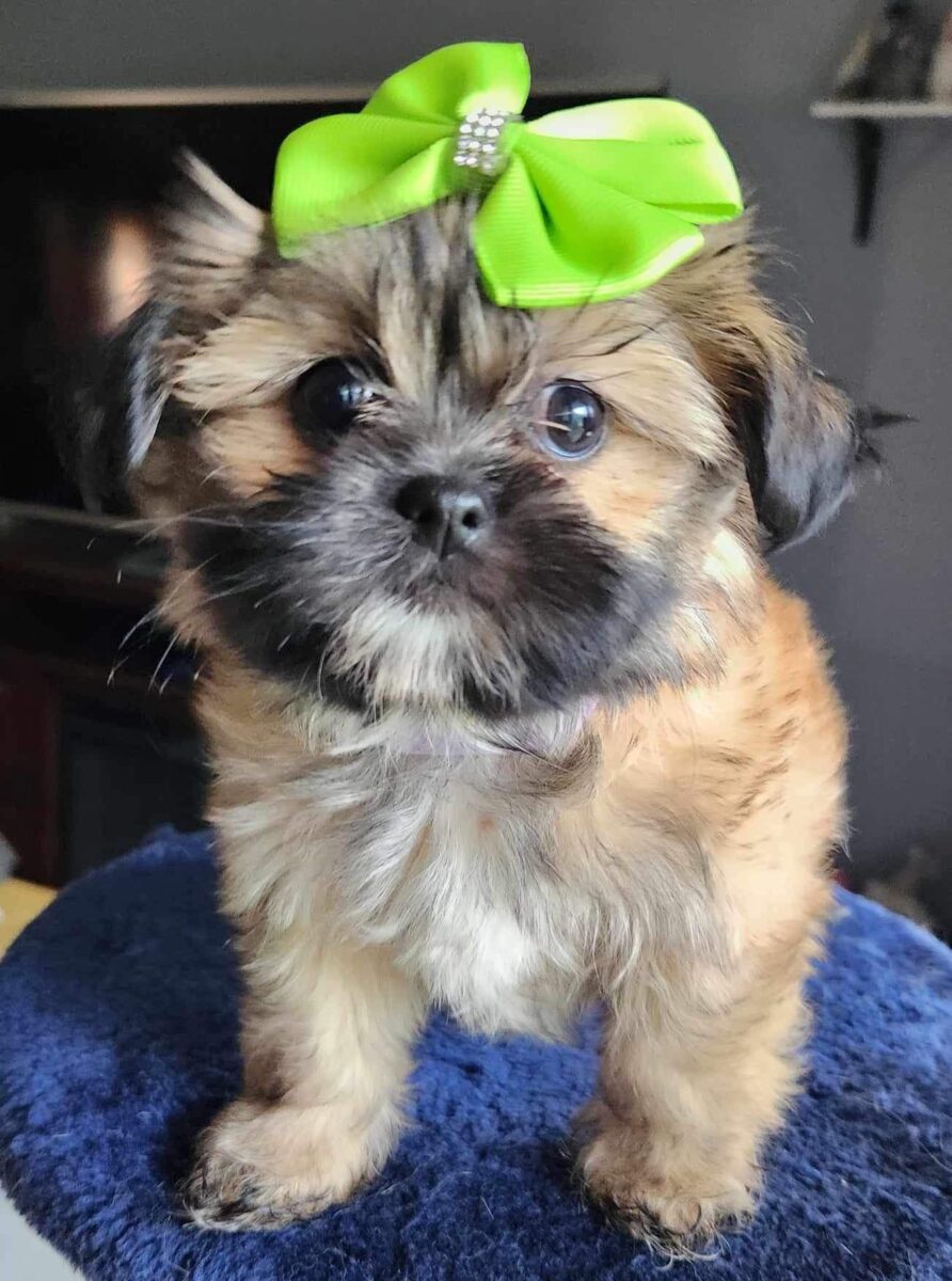 Shorkie Puppy Breeders In California And Las Vegas By Barb S Precious Pups