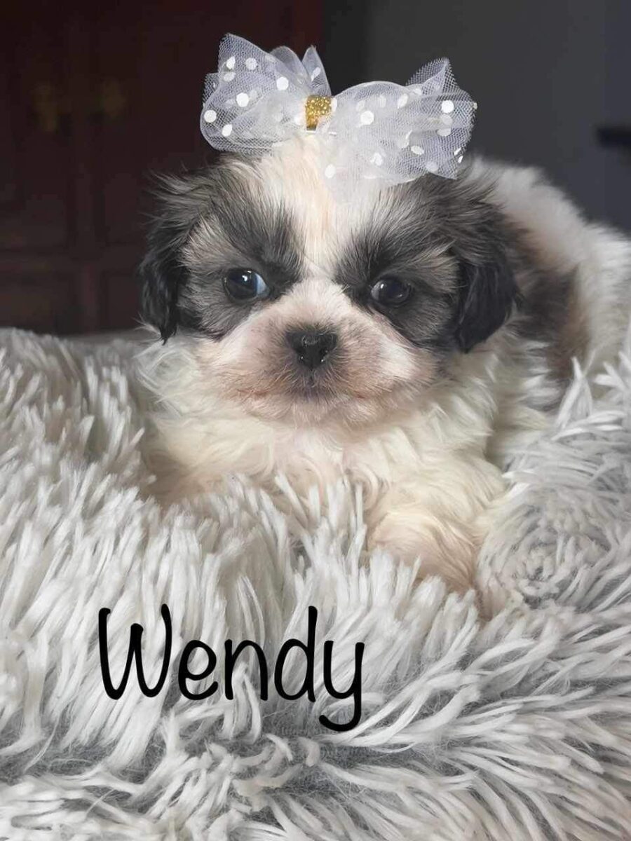 Shih Tzu Breeders Puppies For Sale By Barb S Precious Pups