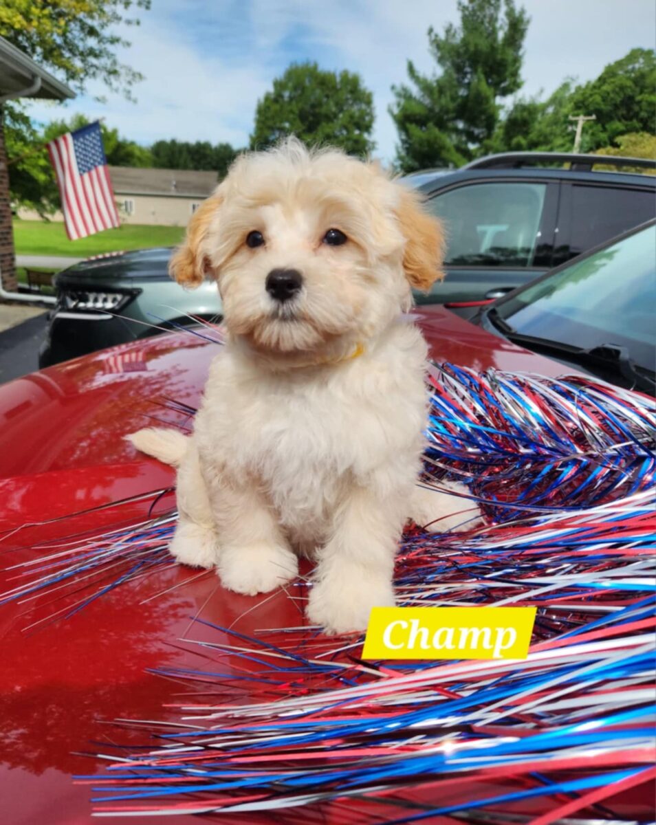 Maltipoo Breeders Puppies For Sale By Barb S Precious Pups