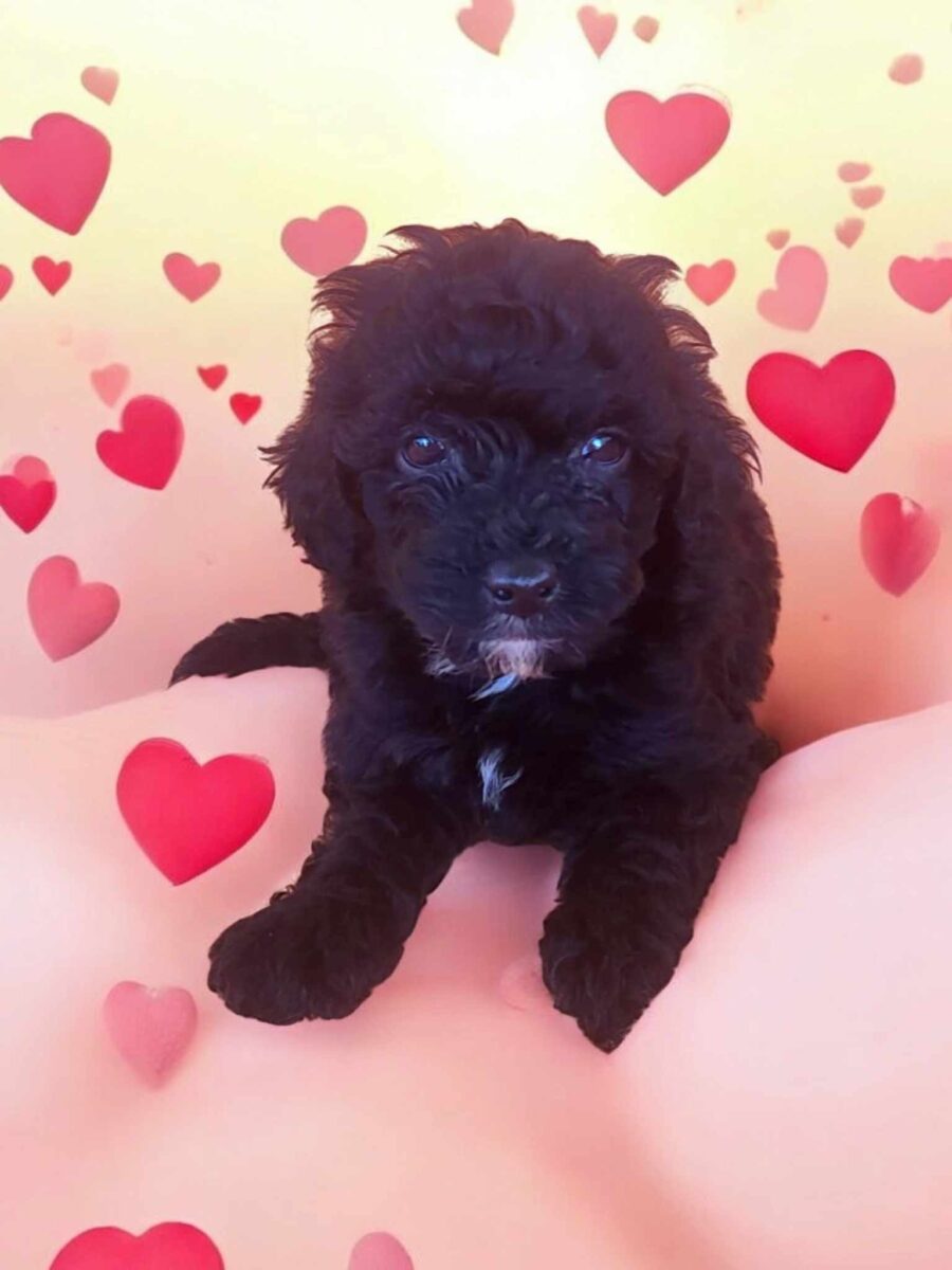 Valentino Maltipoo Barb S Precious Pups