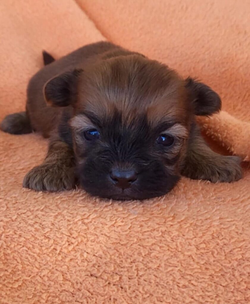 Teddy Bear Male Barb S Precious Pups